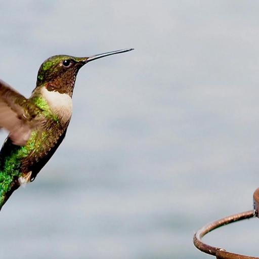 Hummingbirds Do Hover