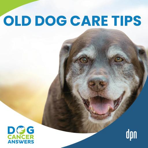 Old Dog Care Tips to Prevent Silent Suffering | Mary Gardner, DVM #256