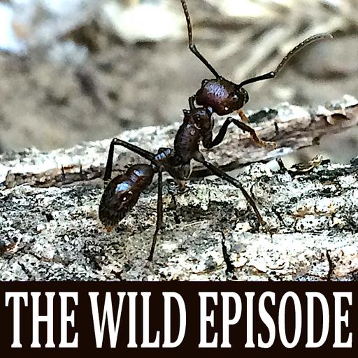 Bullet Ant : The Pain Index I