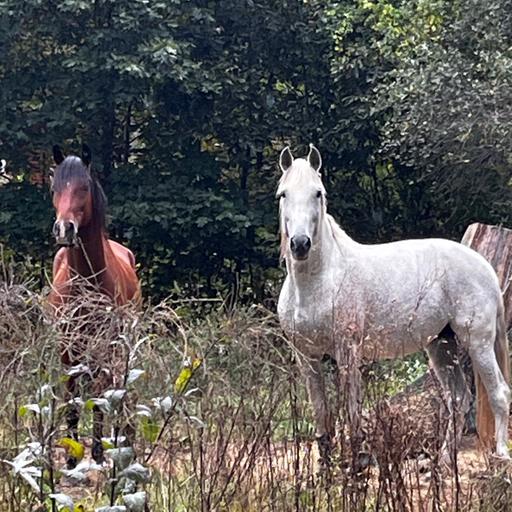 Hierarchal thinking, Humming, Touch, and Equine Affaire!