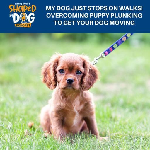 My Dog Just STOPS On Walks! Overcoming Puppy Plunking To Get Your Dog Moving #285