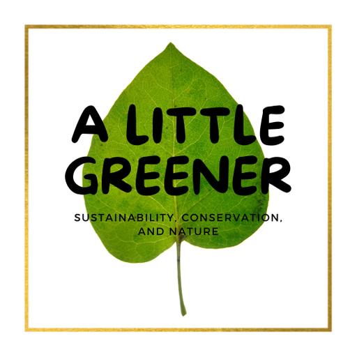 Sustainability at the Chicago Marathon: A Conversation with Cat Morris