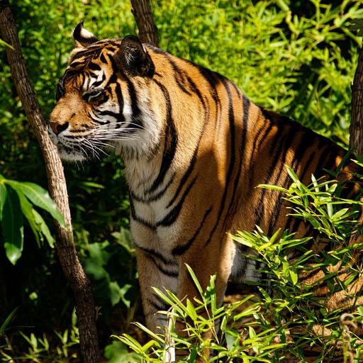 Save a Tiger, Save the World w/Sunarto
