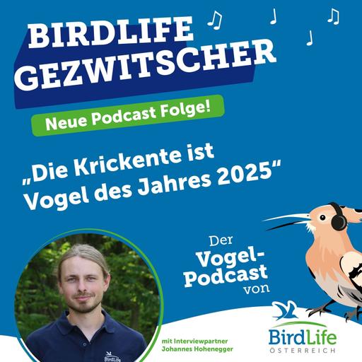 76. Die Krickente ist Vogel des Jahres 2025!