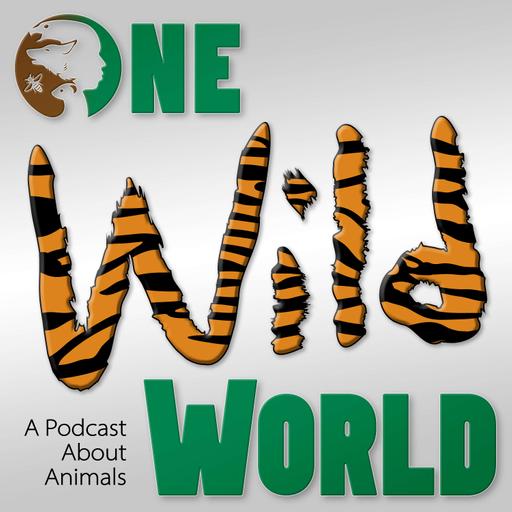 Could Wildlife Crossings Pave the Way To Better Conservation? feat. Ben Goldfarb