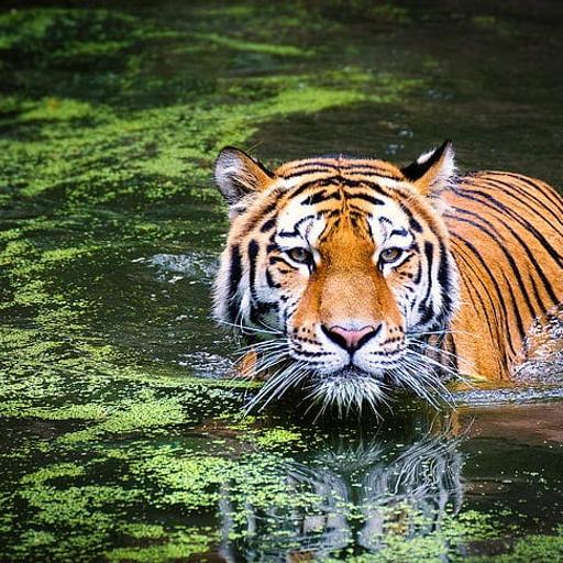 Bengal Tigers re-Bounding