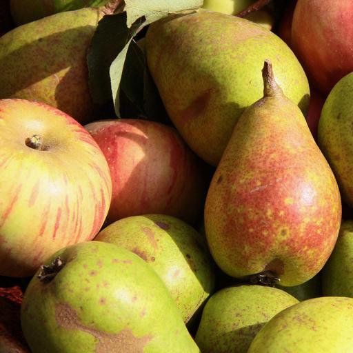 Äpfel und Birnen aus dem Alten Land und NRW