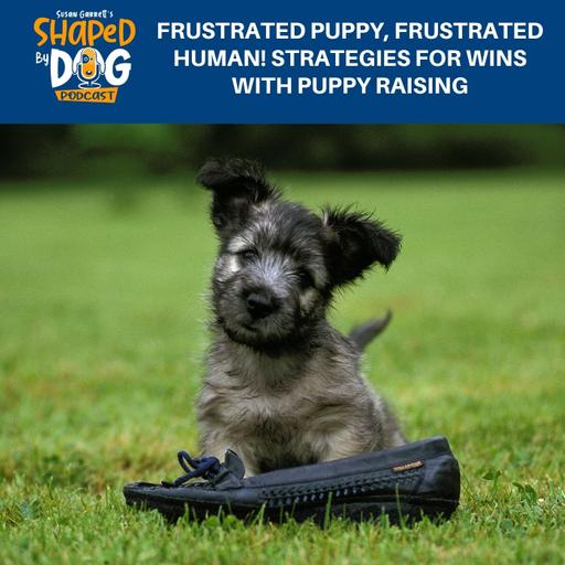 Frustrated Puppy, Frustrated Human! Strategies For Wins With Puppy Raising #286