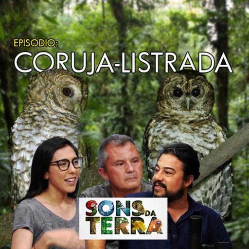 Coruja-listrada: espécie associada às montanhas