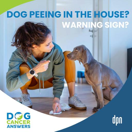 Dog Peeing in the House? Warning Signs of Bladder Cancer and What You Can Do | Lauren Barrow, DVM #258