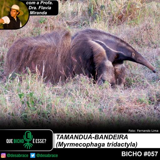 #vAPODN: tamanduá-bandeira (Myrmecophaga tridactyla)