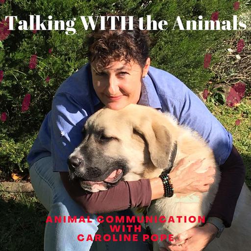 Celebrating 26 years of Professional Animal Communication