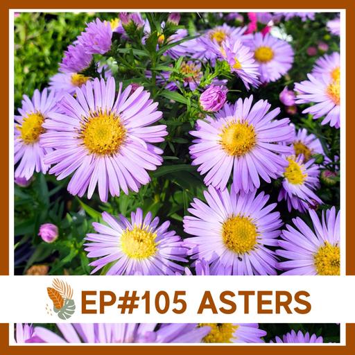 Ep#105: Asters