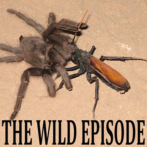 Tarantula Hawk : The Pain Index II
