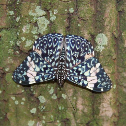 Borboleta emite som? Conheça a borboleta-estaladeira