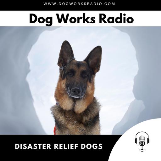 A Day in the Life of a Disaster Relief Dog