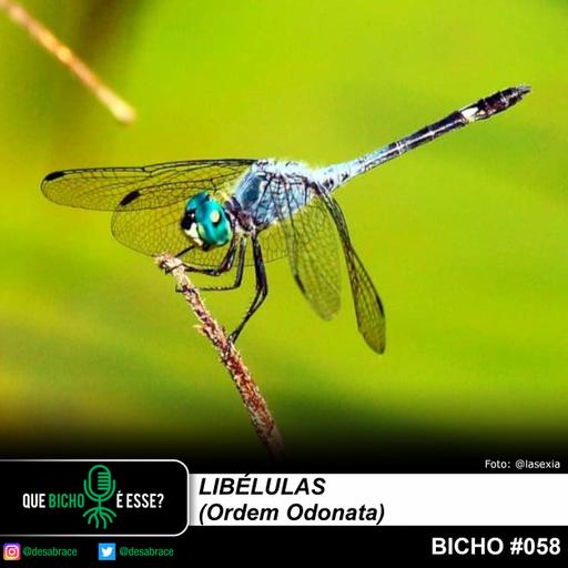 #vAPODN: libélulas (Ordem Odonata)