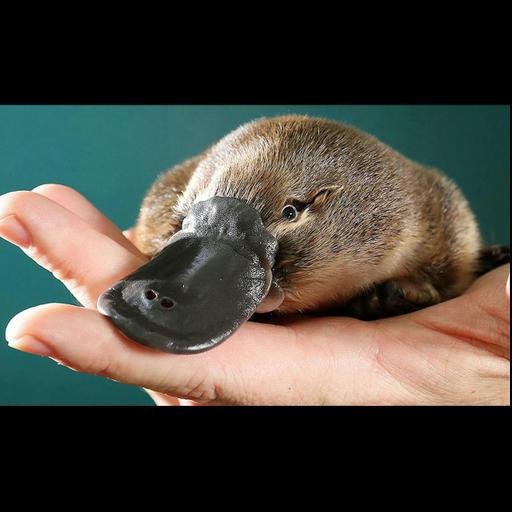 Platypus Crazy*