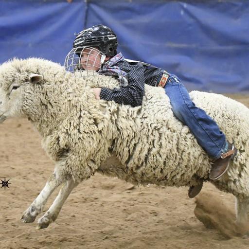 IMMERSION: Wild Rides, Mutton Bustin’ and the Fastest Shearer in the West: On Location at the Black Hills Stock Show and Rodeo