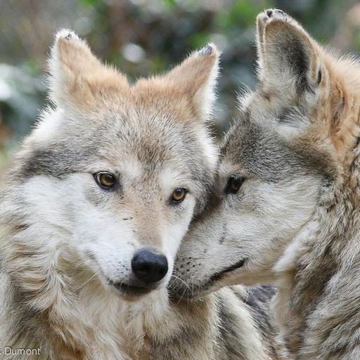 S3E31: Return of the Lobo: Restoring Texas' Mexican Wolves