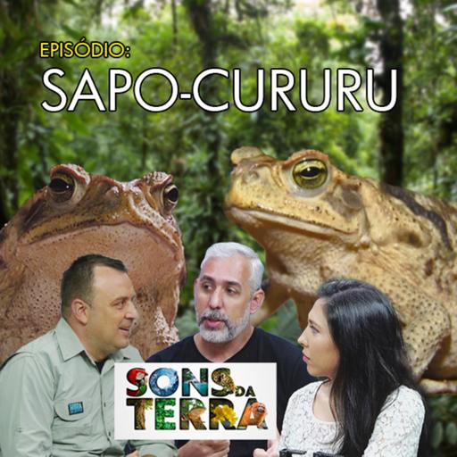 O popular sapo-cururu