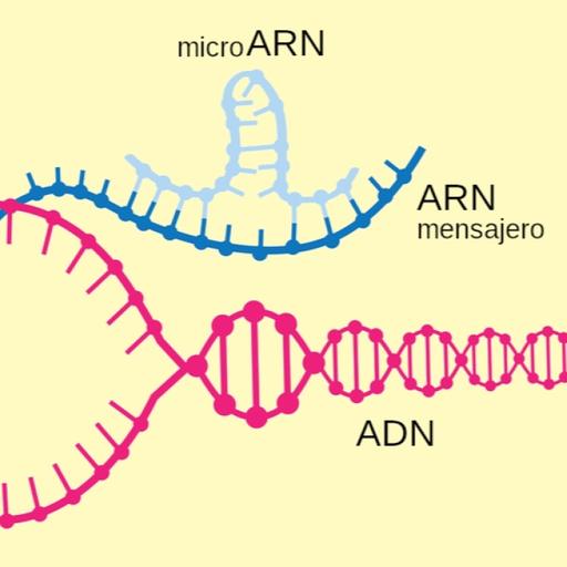 La Brújula de la Ciencia s14e04: Nobel de Medicina a los microARN y su papel en la regulación de los genes