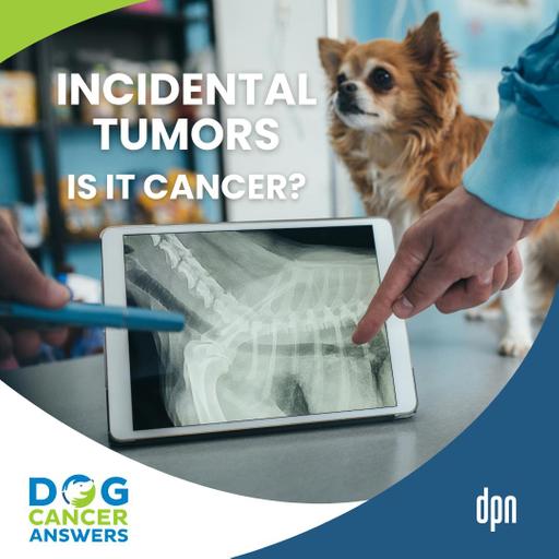 Is It Cancer? How to Handle Incidental Tumors in Dogs | Dr. Brooke Britton #260