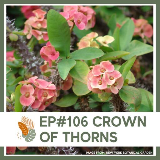 Ep#106: Crown of Thorns