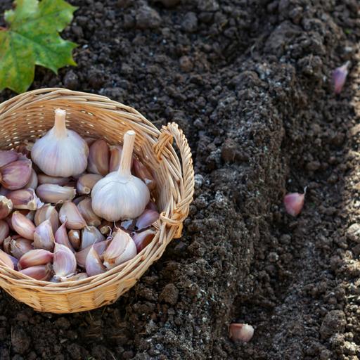 2 inches down and 6 inches apart: Get those garlic cloves planted now