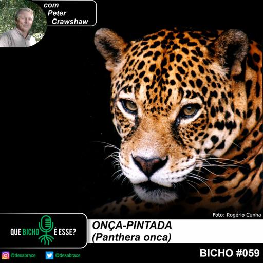 #vAPODN: onça-pintada (Panthera onca)