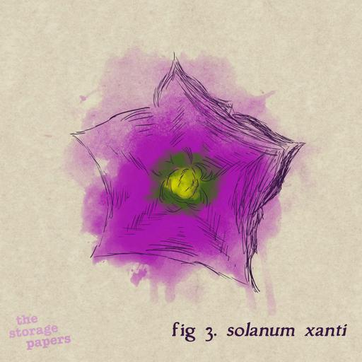 5.03 Solanum Xanti