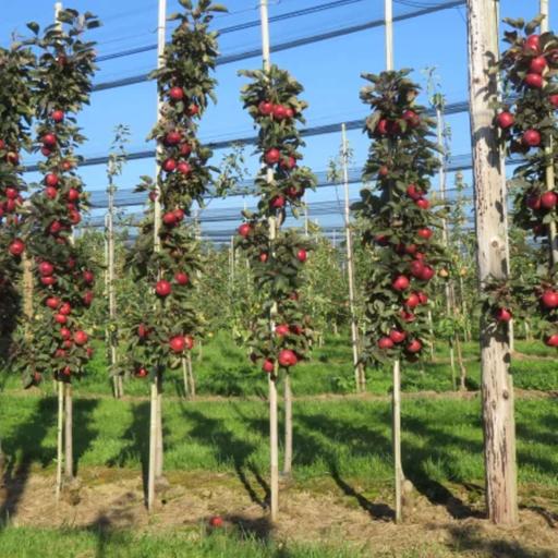 Columnar Apple Trees for Small Gardens