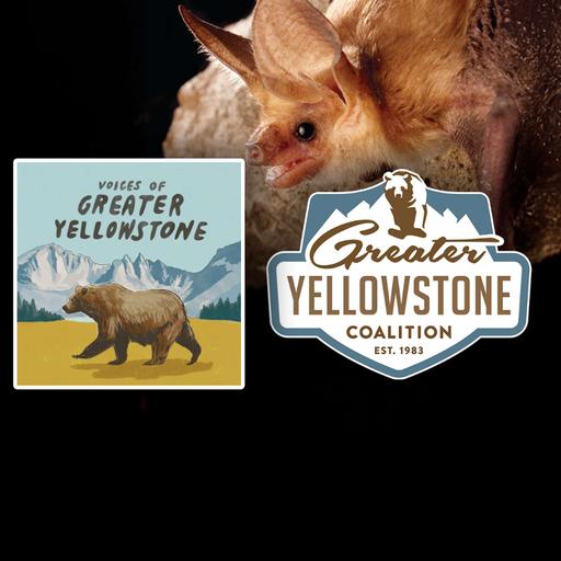 Echoes in the Dark: All About Bats in Greater Yellowstone (Part 1)