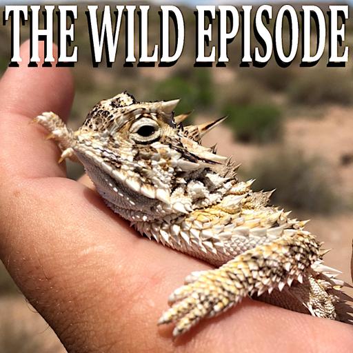Texas Horned Lizard : The Pain Index III