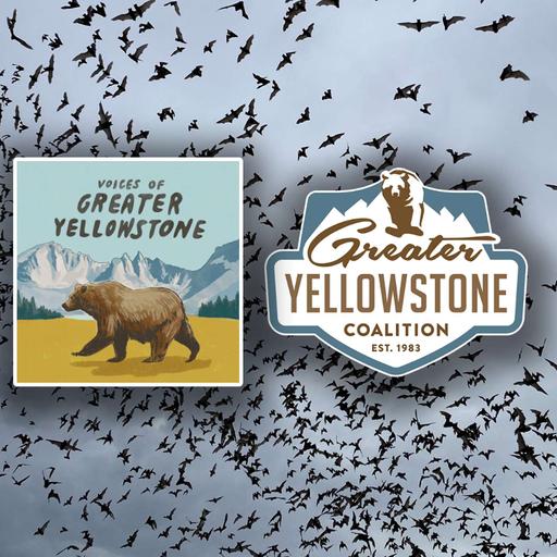 Echoes in the Dark: All About Bats in Greater Yellowstone (Part 2)