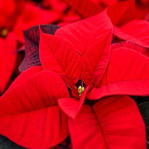 Make your poinsettias get red leaves again in time for Christmas