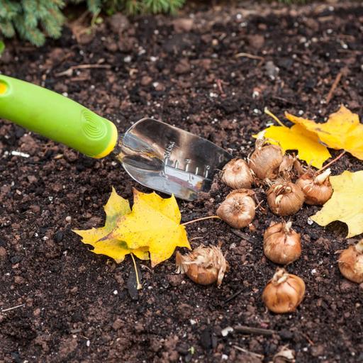 Layer flowering bulbs in containers for spring blooms indoors