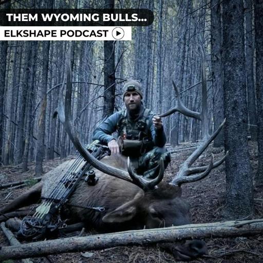 Them Wyoming Bulls...