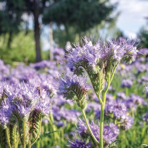 Fall Garden Tasks: Cover Crops