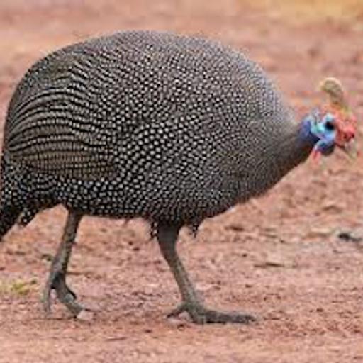 Guineafowl?