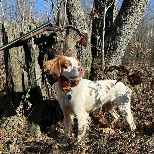 #295 | Mid-Season Ruffed Grouse Conversation with Cliff Enzor