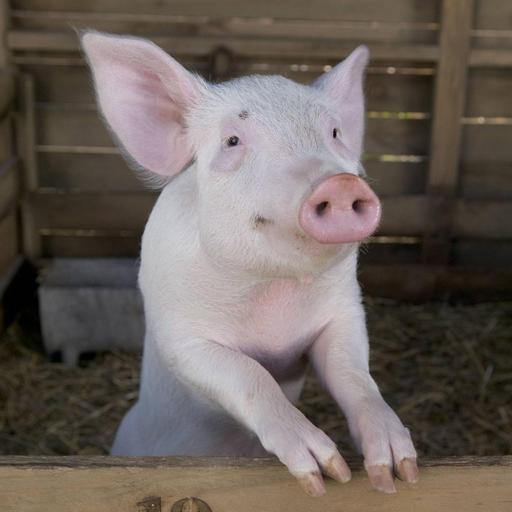 Kinderfrage: Können Schweine rechnen? - Sensation - Schwein besteht Marshmallowtest!