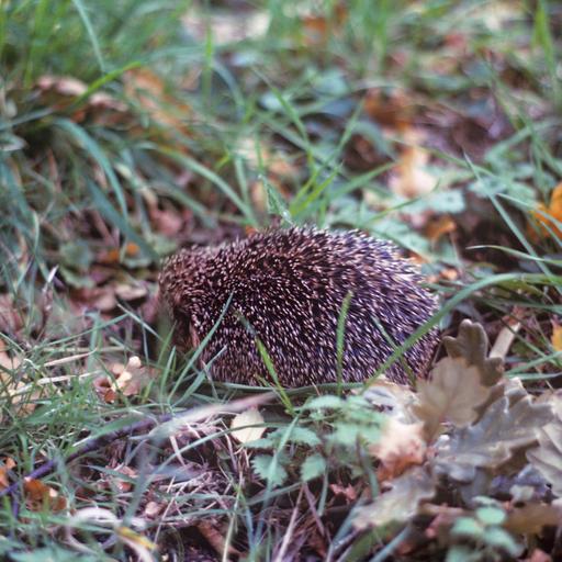 Hedgehogs, Houseplants and Homegrown veg