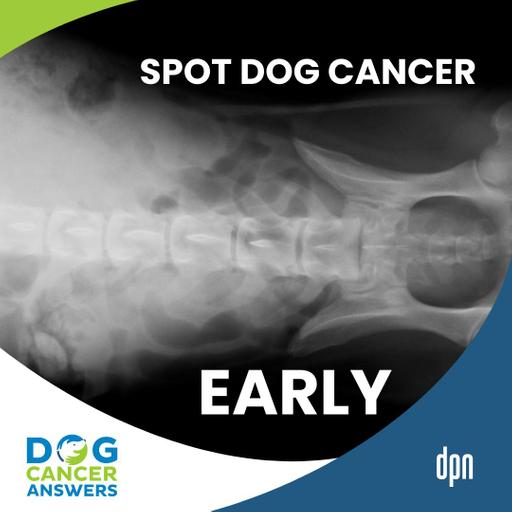 How to Spot Cancer in Dogs Before It’s Too Late | Brooke Britton, DVM, DACVIM (Oncology) #262