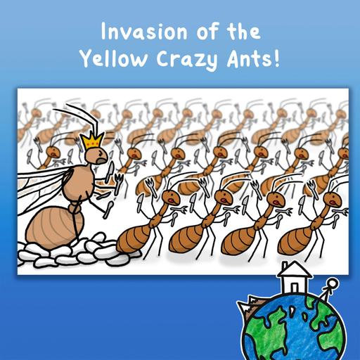 Invasion of the Yellow Crazy Ants!