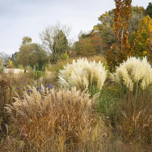 Medlars, Ornamental Grasses, and Elizabeth Blackwell