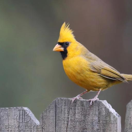 Bright Yellow Northern Cardinals