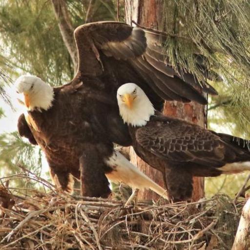 Birds of Prey and Nesting Territories