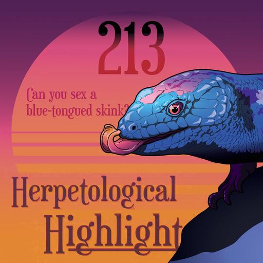 213 Can you sex a blue-tongued skink?