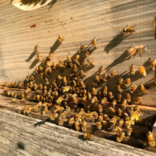 The bees are not alone in their hive